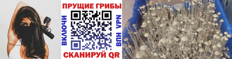 Псилоцибиновые грибы GOLDEN TEACHER Приволжск